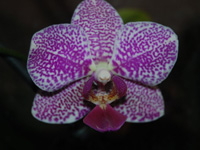 Orhideea 