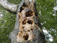 Cum sa scapati de termitele din pomi 